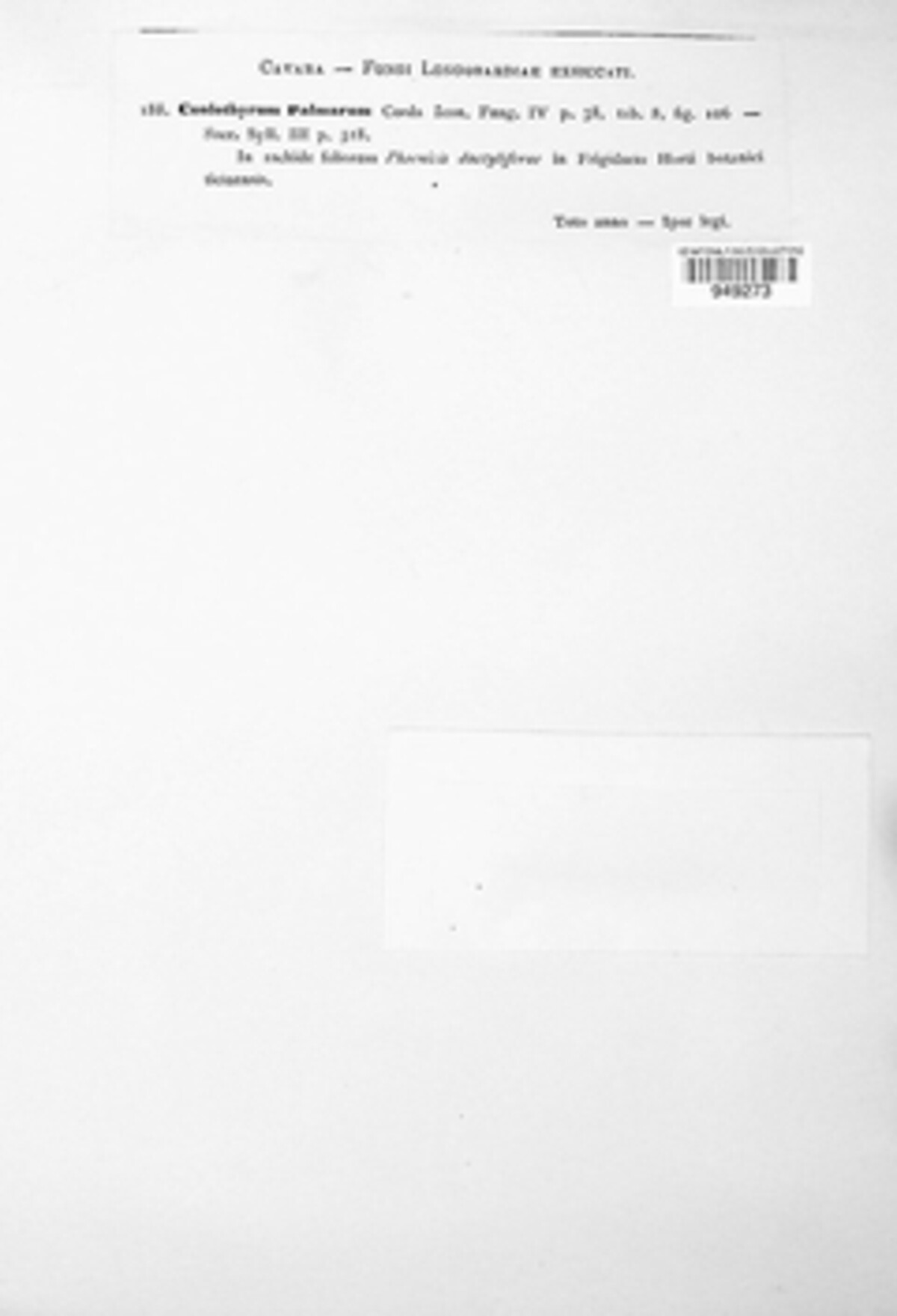 Coniothyrium palmarum image